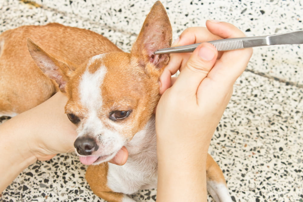 5 home remedies to prevent flea and tick infestation