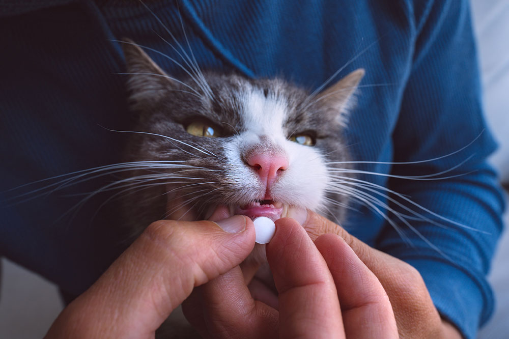 8 telltale signs that it&#8217;s time to take a cat to a vet