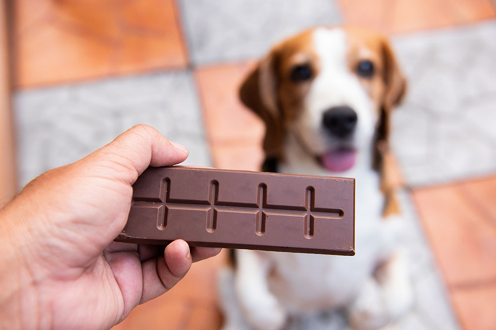 9 common human foods that are unsafe for dogs