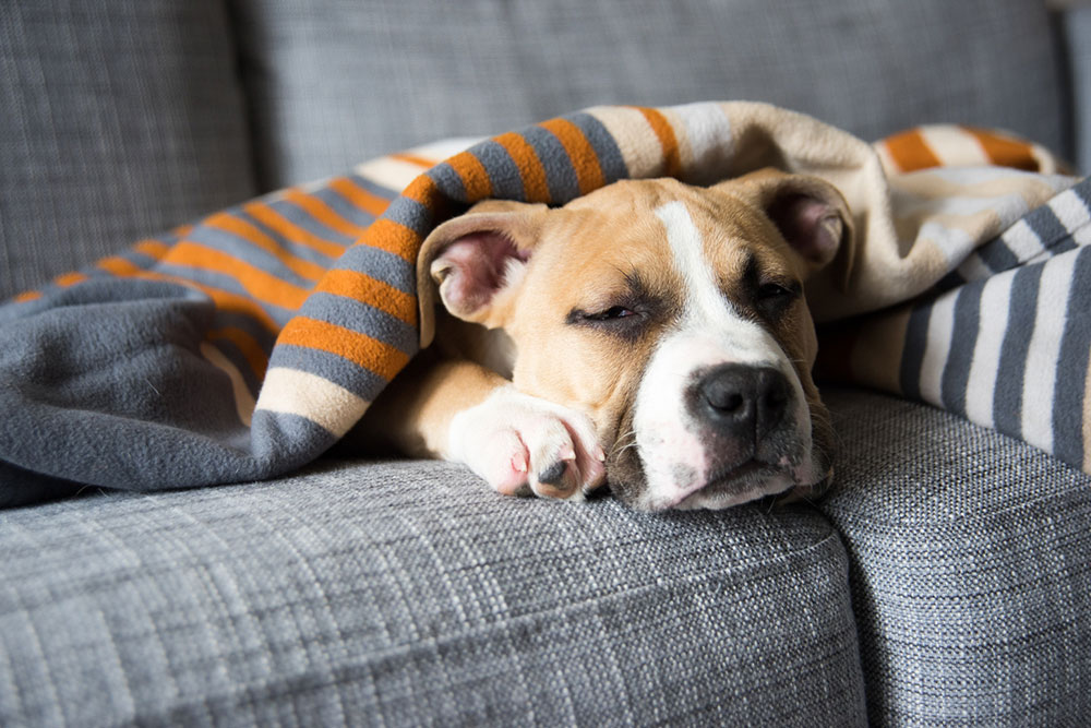 13 signs that may indicate one’s pet dog is sick