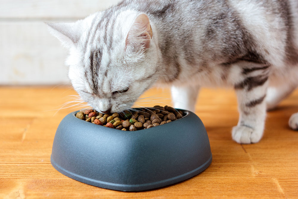 10 Best Cat Food Deals to Expect for Black Friday 2023