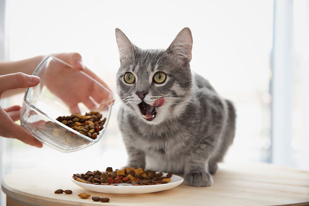 3 best wet and dry cat foods