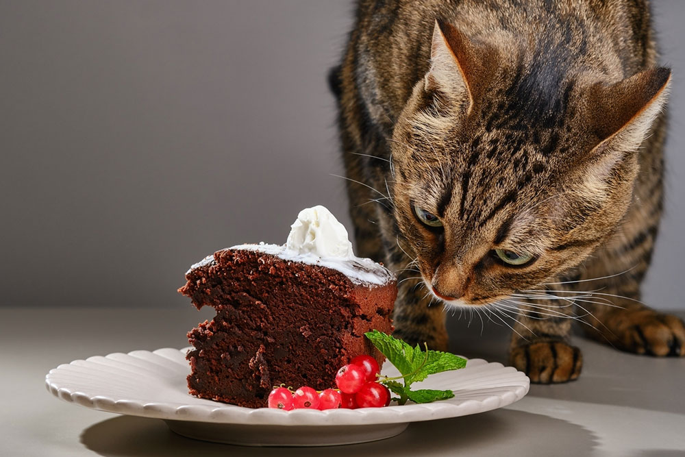 Top 9 unsafe foods for cats